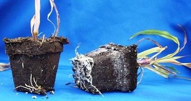 300 each 4 inch Cow Pots Natural Peat Manure Pots  