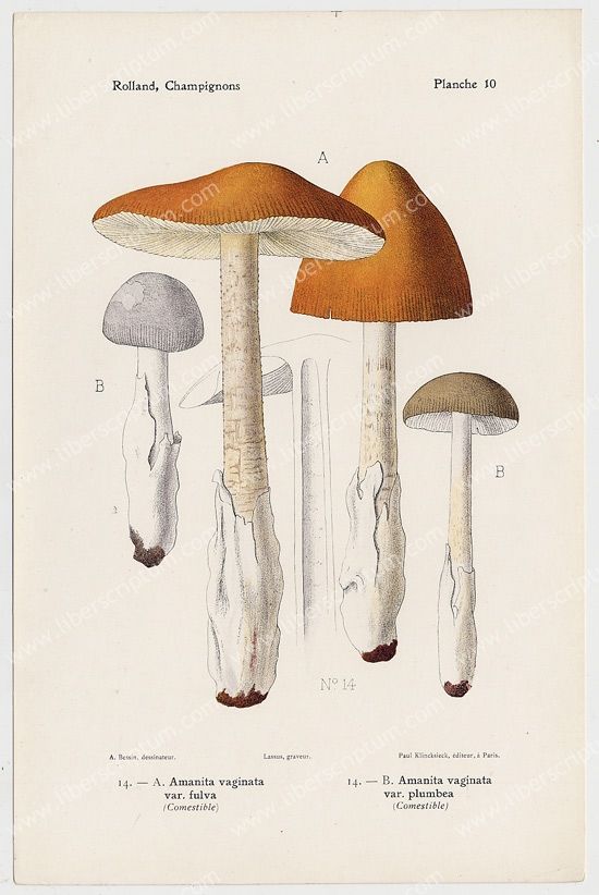 mycologie Champignon Amanite Amanita Gravure 1910  