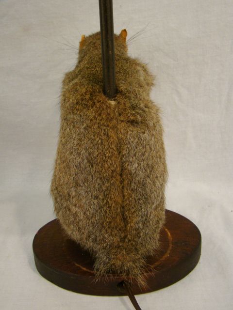 PAIR 2) RETRO Vintage SQUIRREL & NUT Old TAXIDERMY Stuffed MOUNTED 