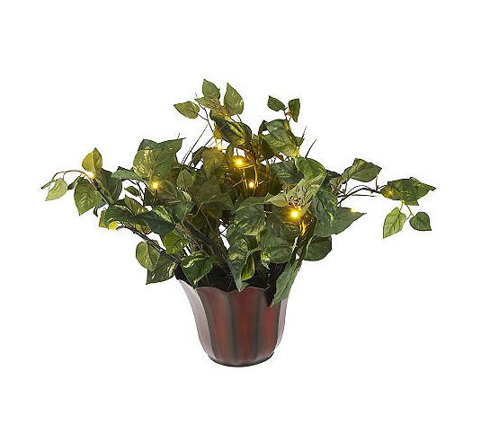 Bethlehem Lights Battery Operated 20 House Plant in Planter with 