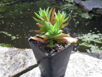 UNREAL RED PAGODA PLANT  Gorgeous Crassula Corymbulosa Succulent 