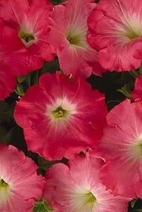 Petunia Easy Wave Rosy Dawn Seeds  