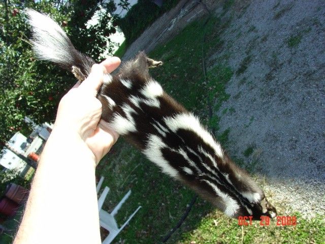 Civet Oregon pelt w/ft. fur tanned skin spotted skunk  