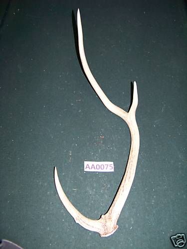 Axis Deer Shedcanes,pens,horns~ ANTLER HORN Tx AA0075  