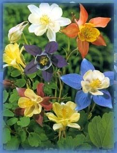 Columbine McKanas Giant mix  50 seeds  