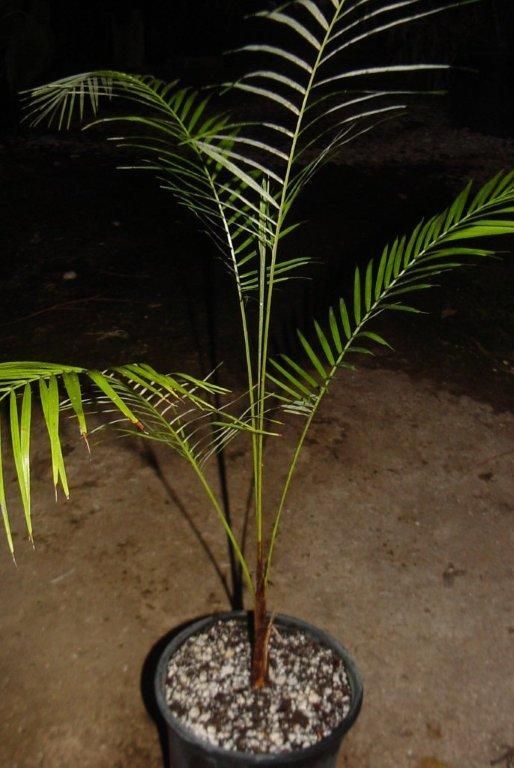 Lytocaryum weddellianum Live Victorian Parlor Palm 1gal  