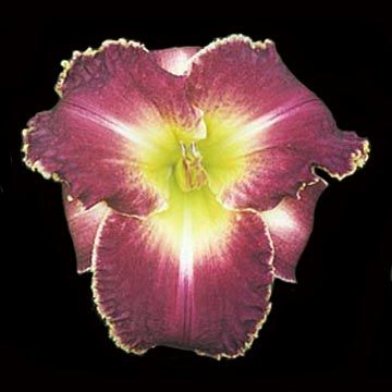 plants shipping daylily abbreviations xxxxx hybridizer year 