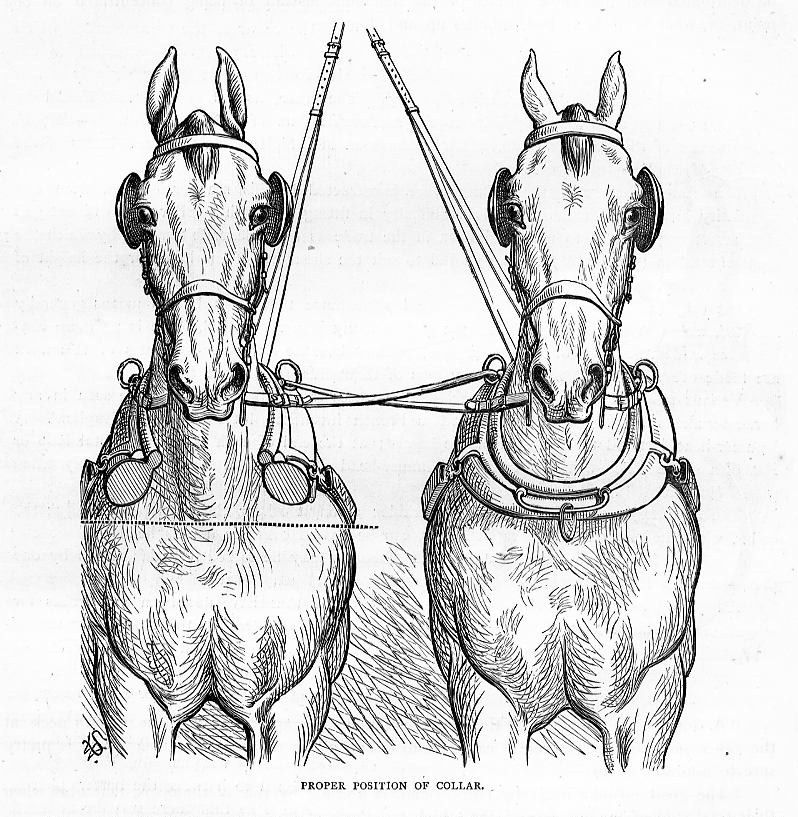 HORSES COLLAR PROPER POSITION, BRIDLE BITS, HARNESS  