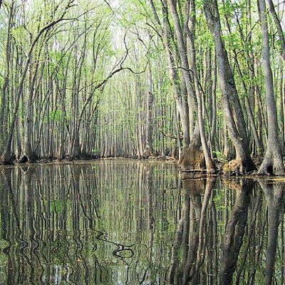 WATER TUPELO gum Nyssa aquatica sourgum BULK 100 seeds  