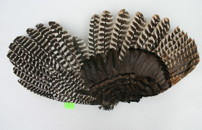 EASTERN WILD TURKEY GOBBLER WHOLE WING  