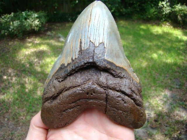 MEGALODON shark tooth teeth fossil Aquarium Scuba DIVER FOUND IN 