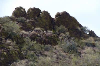 Giant Saguaros guard the treasures on the claim. These stately 