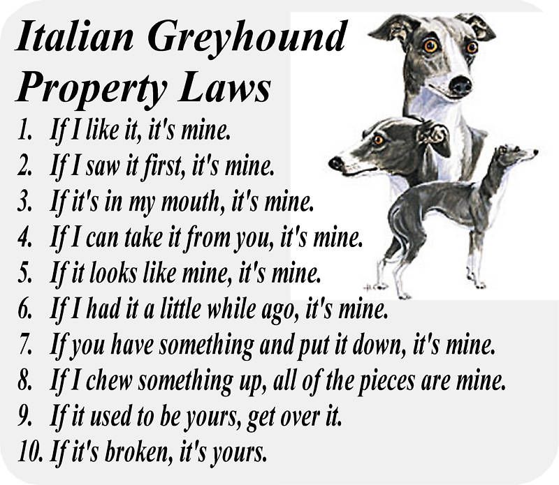 ITALIAN GREYHOUND DOG PROPERTY LAW   COMPUTER MOUSE PAD  