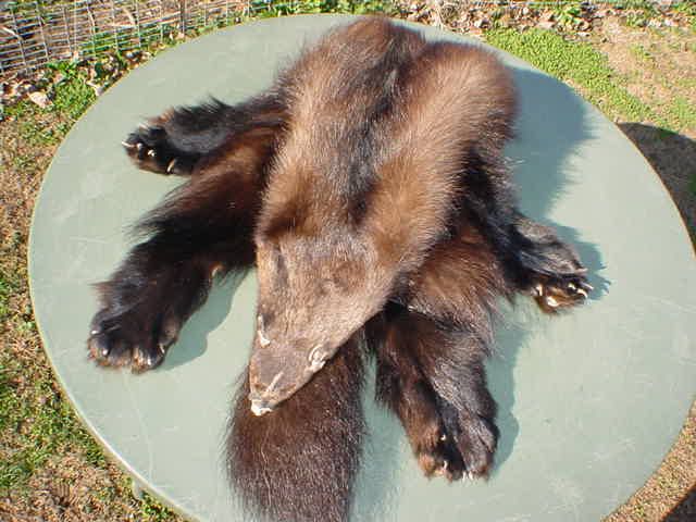 Wolverine pelt w/4 ft and clws tanned wild fur, really really big one 