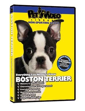 BOSTON TERRIER ~ Puppy ~ Dog Care & Training DVD +BONUS  