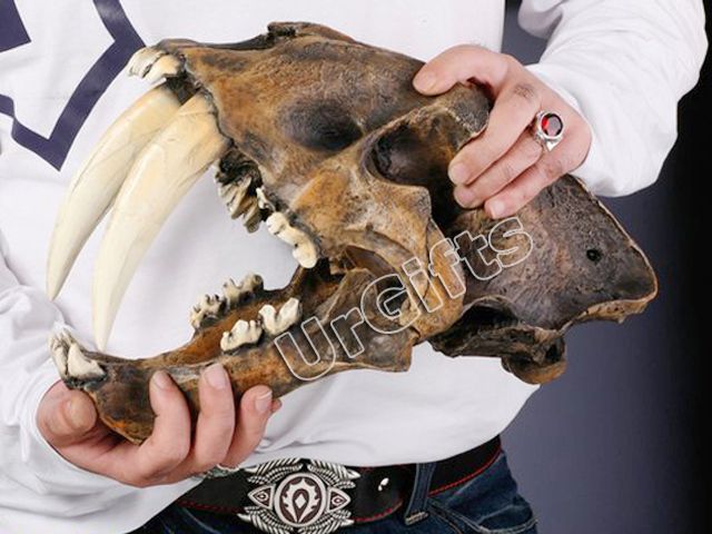 UrGifts     Replica Smilodon Saber Tooth Sabertooth Tiger Skull 