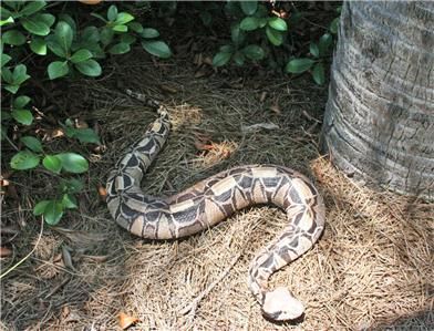 NEW XXL Gaboon Viper snake Replica Mount 36 inches  