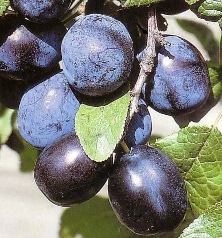 RARE ANATOLIAN MURDUM PLUM TREE 5 SEED  